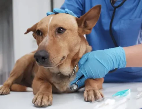 Veterinarian examining a dog before a CBC test for dogs.