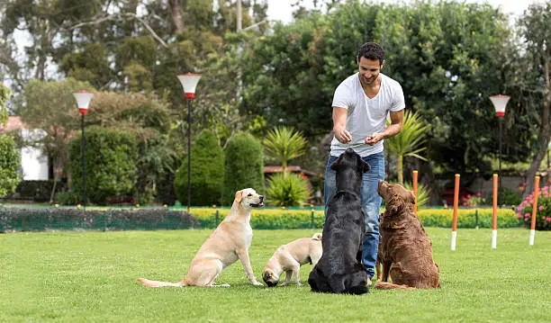 A dog trainer using Bubble Theory Dog Training techniques to interact with multiple dogs in an outdoor setting, promoting trust and obedience.