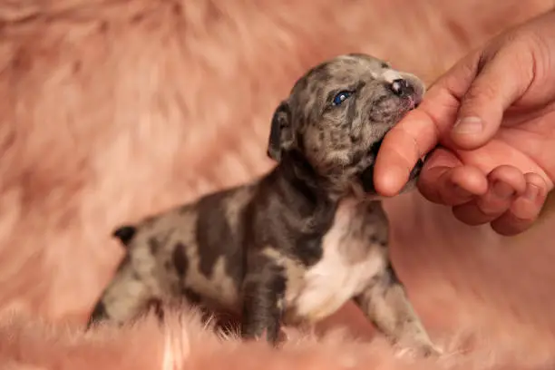 A tiny Merle French Bulldog puppy with a distinctive coat pattern playfully nibbling a person's hand while resting on a soft, fluffy surface.