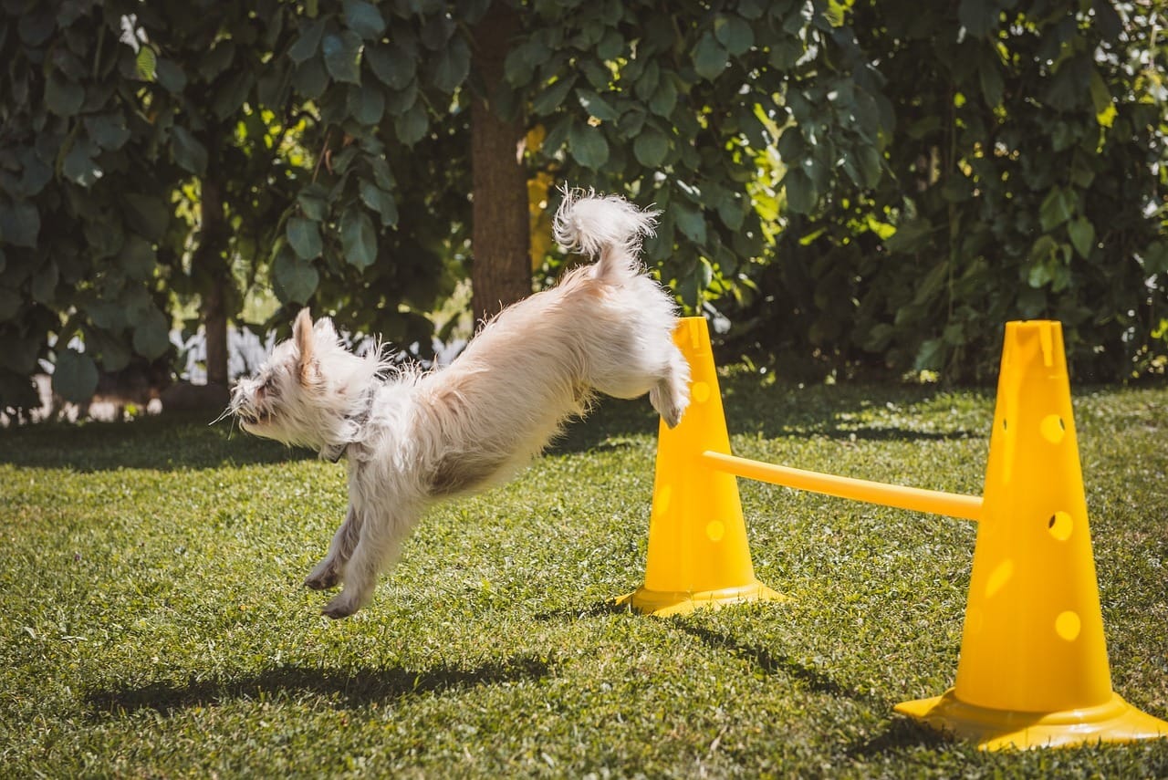 Dog Training Tools