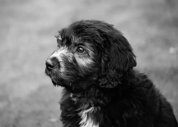 Black and white Mini Australian Labradoodle puppy looking to the side.