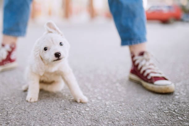 Small white dog’s legs shake on pavement near owner.