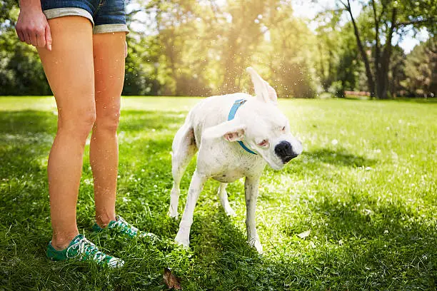 White dog’s legs shake while shaking body in grass.