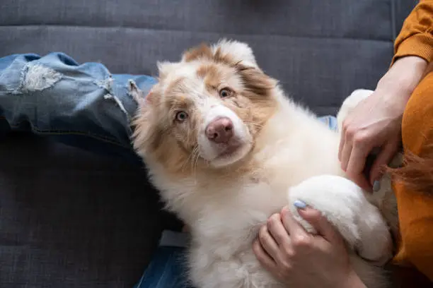 A Blue Merle Australian Shepherd standing outside with a happy expression, showcasing its striking blue eyes and merle-patterned fur.