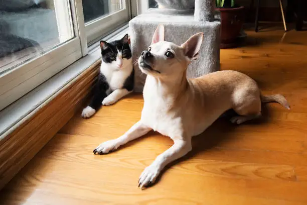 A small tan dog lying on a wooden floor near a window, with a black and white cat sitting beside it, both looking in different directions.